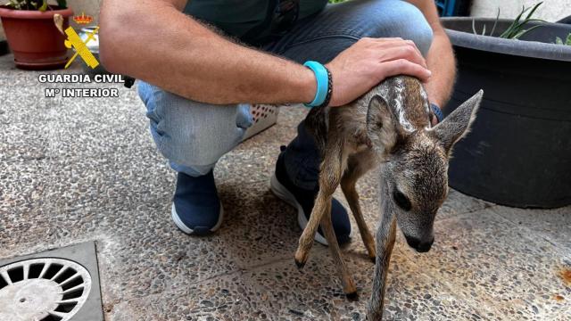 Una cría de corzo encontrada en una vivienda en Zaragoza