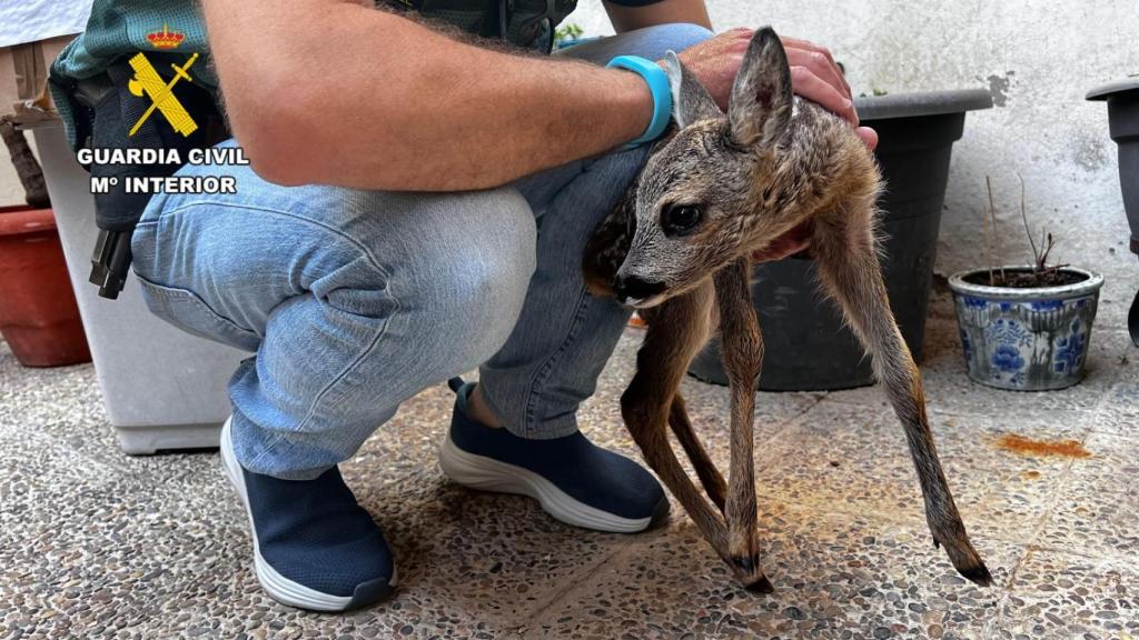 Una cría de corzo encontrada en una vivienda de Zaragoza