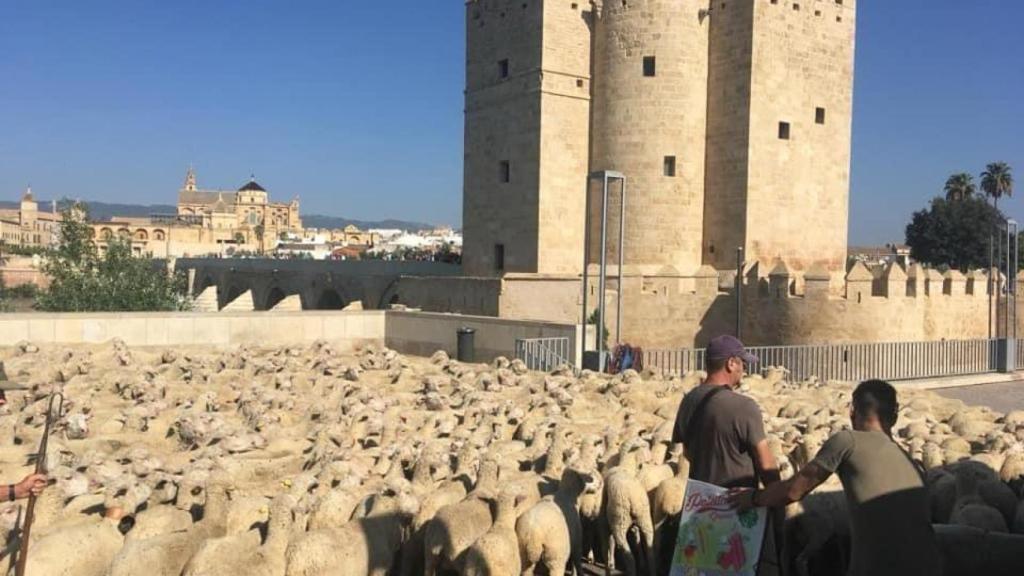 Un rebaño de ovejas atravesando Córdoba.