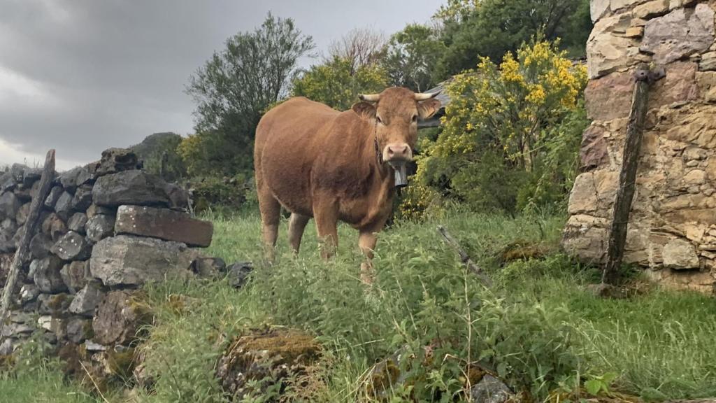 Una de las vacas de Vacum.