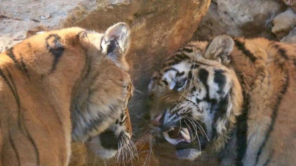 Imagen del zoo de Castellar.