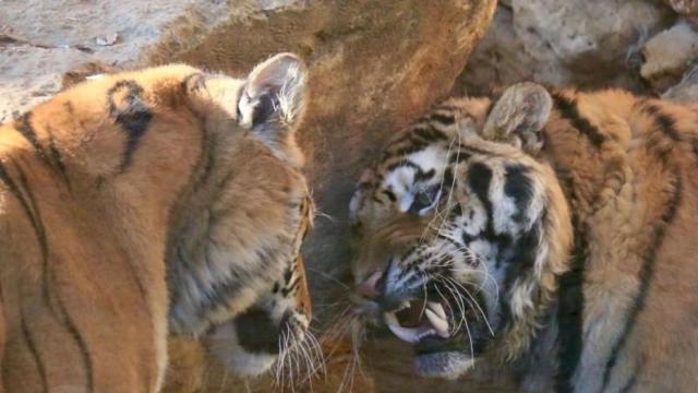 Imagen del zoo de Castellar.