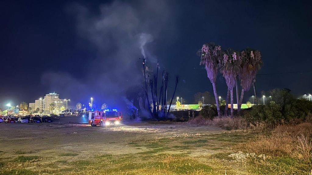 Estado en el que han quedado las palmeras.