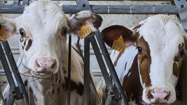 Subastan 58 vacas subasta pertenecientes a la Axencia da Calidade Alimentaria.