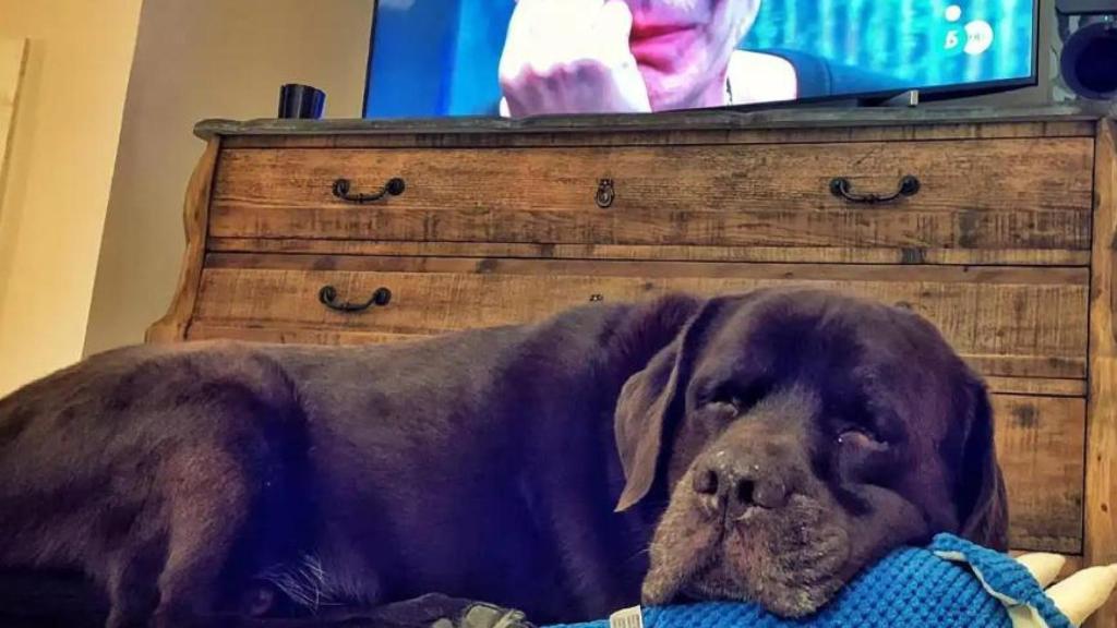 El perro de Lara Álvarez.