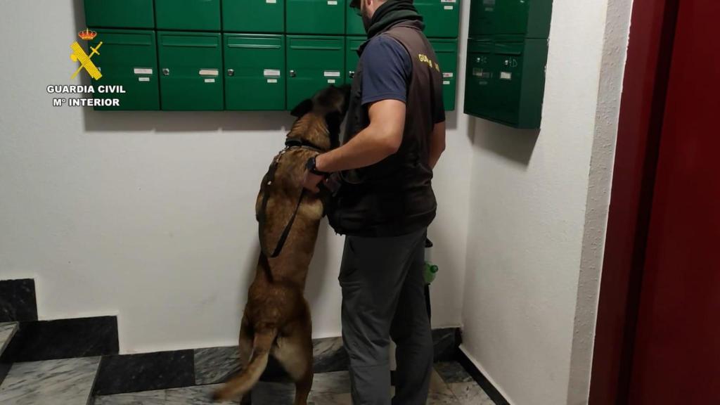 Grupo Cinológico de la Guardia Civil durante el registro