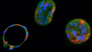 Un grupo de científicos corrige mutaciones dañinas en el ADN mitocondrial humano con edición genética