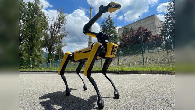 Perro robot en la central.