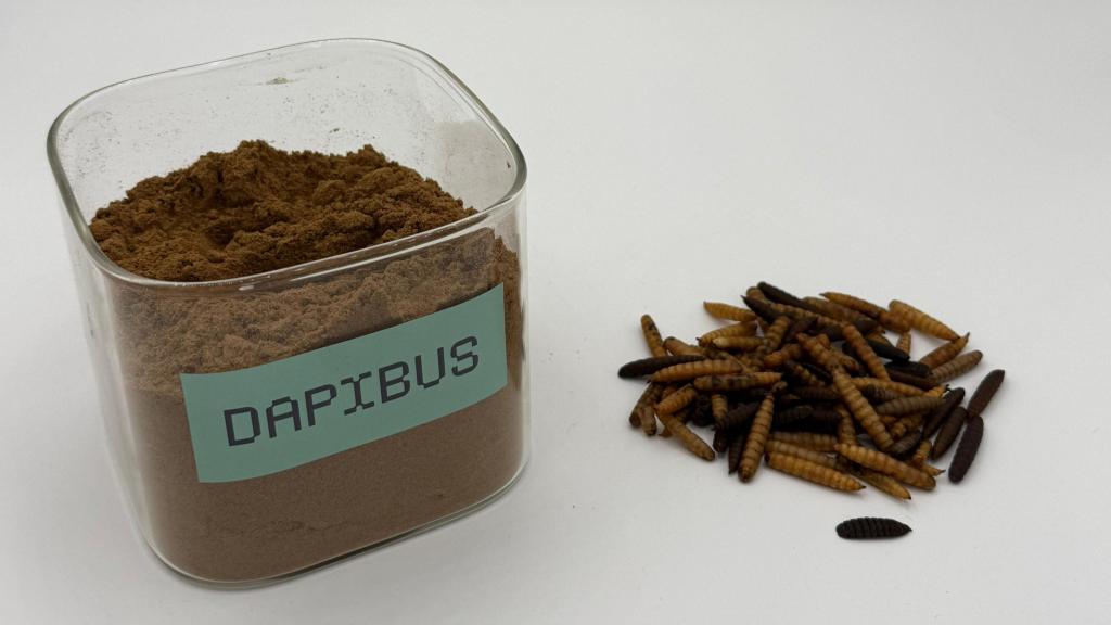 Dapibus es una compañía española que revoluciona el aprovechamiento de residuos orgánicos reutilizables.