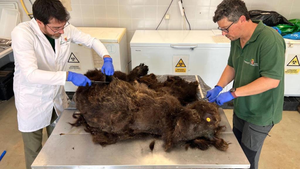 Agentes medioambientales de la Junta localizan muerto un oso pardo en la Montaña Palentina