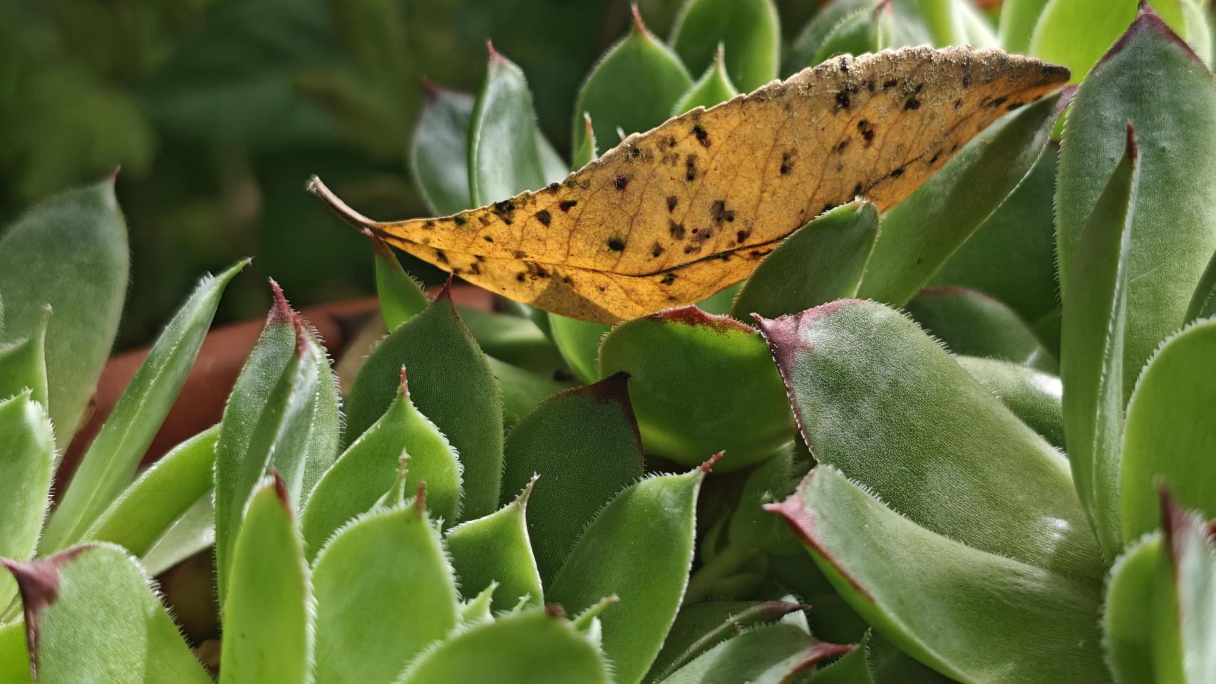 Fotografías tomadas con el POCO F7