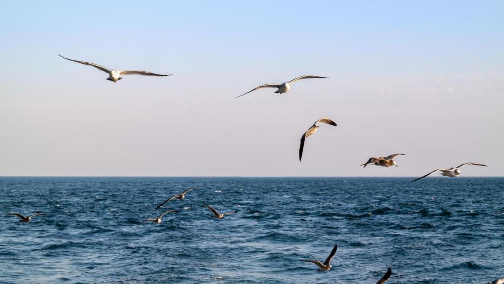 Los ejemplares de gaviotas se han reducido un 92% en los últimos 10 años.
