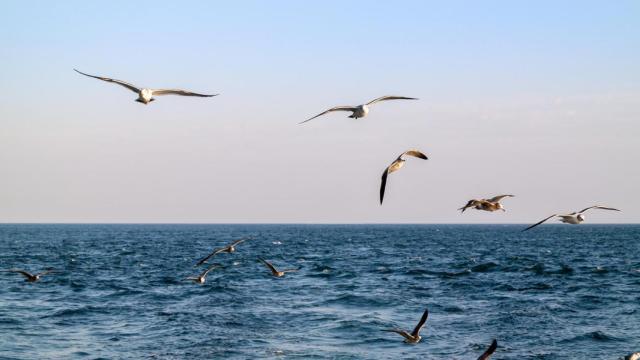 Los ejemplares de gaviotas se han reducido un 92% en los últimos 10 años.