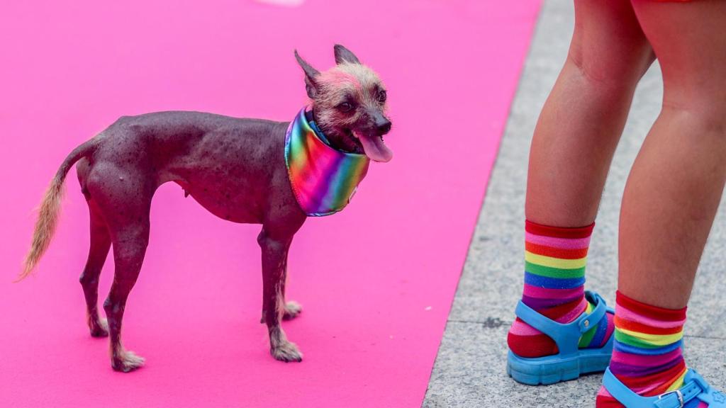 Un perro en el desfile de ‘Plumas y Patitas’ en Chueca