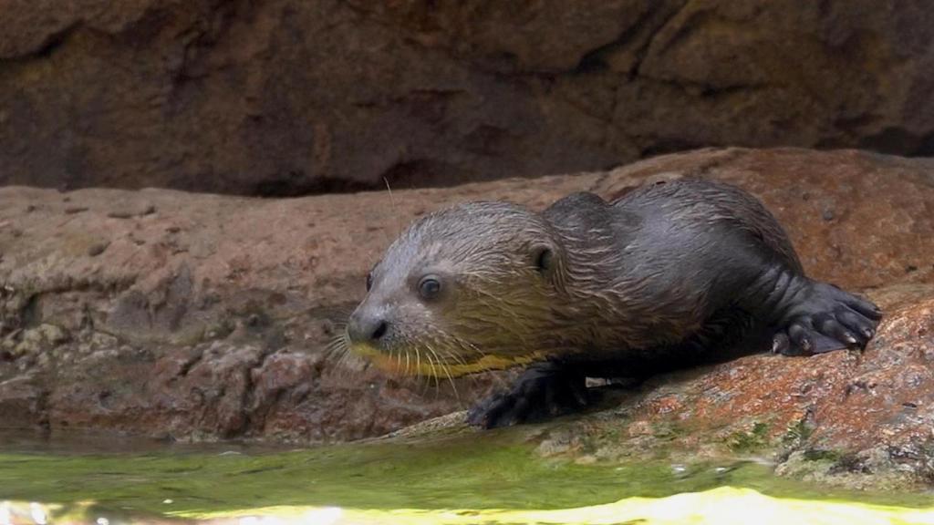 Crías de nutria gigante en su primera inmersión en Bioparc Fuengirola.