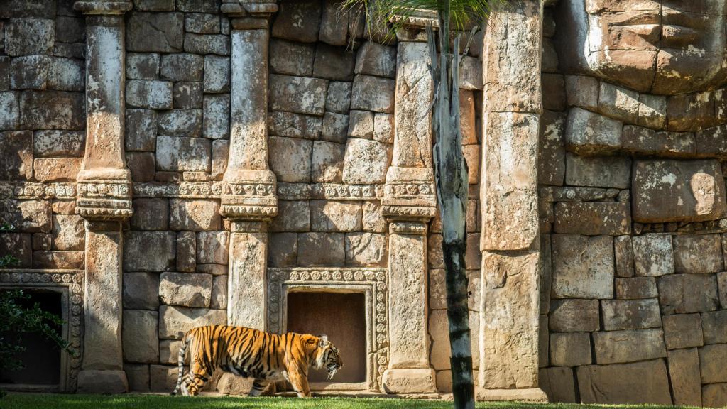 El tigre de Sumatra de Bioparc Fuengirola.