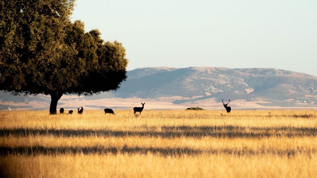 Parque Nacional de Cabañeros.