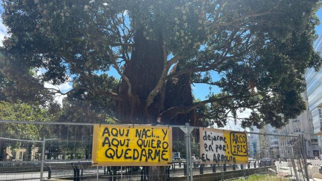El árbol del Obelisco será reubicado con la reforma de los Cantones de A Coruña