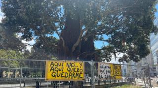 El árbol del Obelisco será reubicado con la reforma de los Cantones de A Coruña