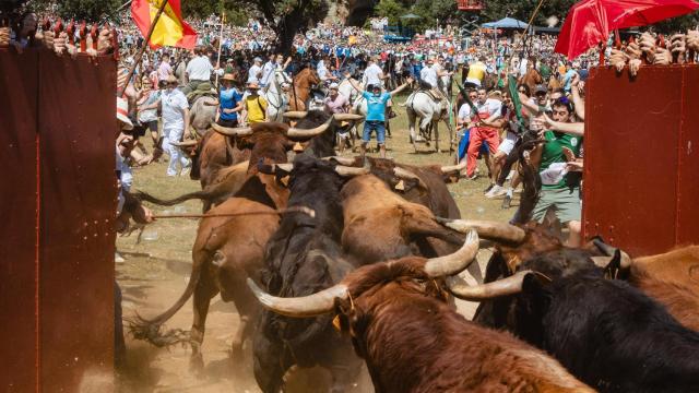 Celebración del festejo tradicional de La Saca en Soria, este jueves