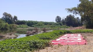 La Vega de Mestanza.