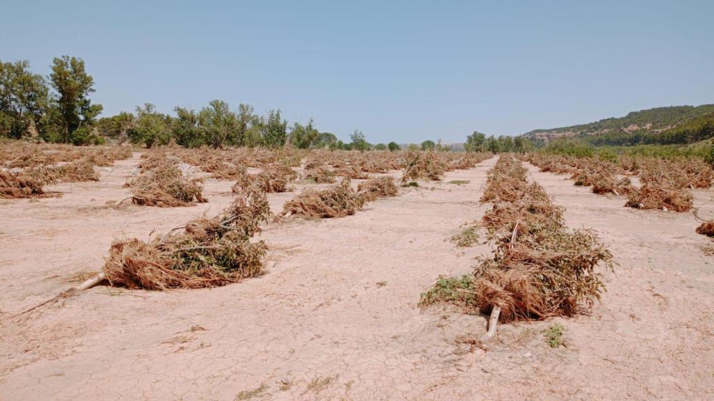 Campo de nogales tras el paso de la tormenta