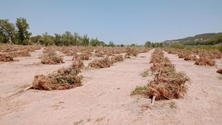 Campo de nogales tras el paso de la tormenta