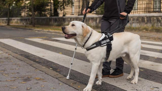 Un perro guía