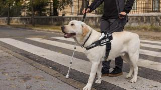 Un perro guía