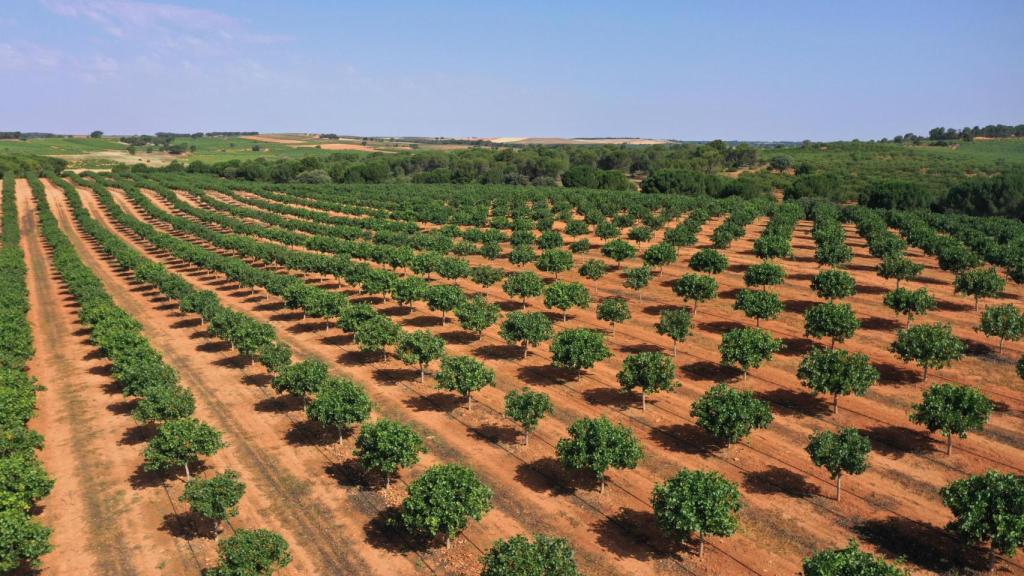 Plantación de pistachos en Quintanar de la orden.