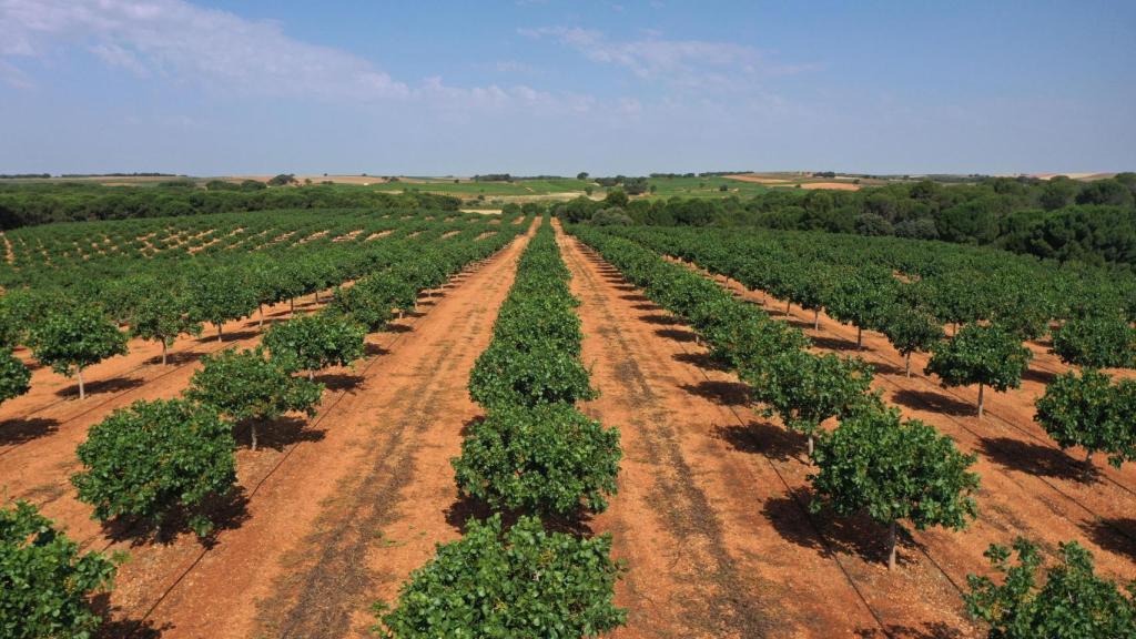 Plantación de pistacho.