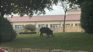 Jabalís en Labañou