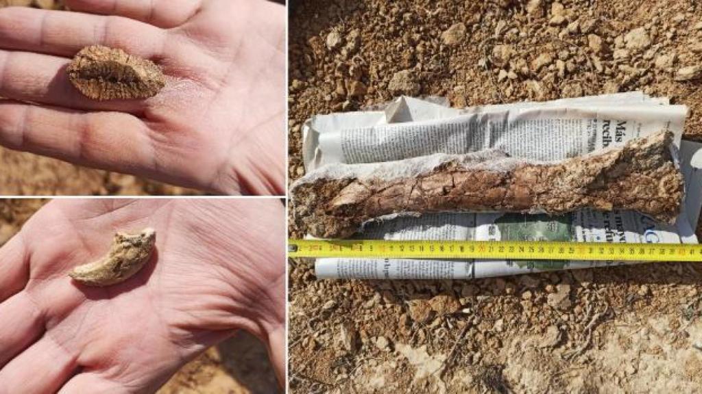 Partes del fósil del cocodrilo