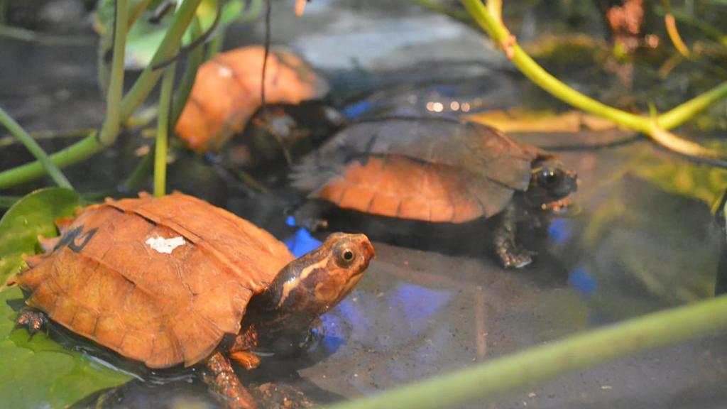 Algunos de los ejemplares de la tortuga Geoemyda spengleri.