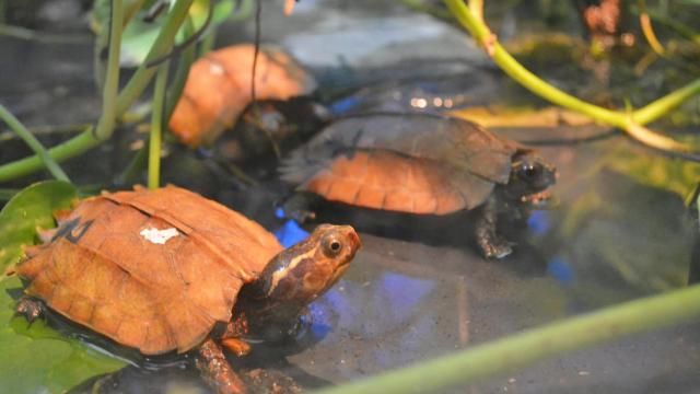 Algunos de los ejemplares de la tortuga Geoemyda spengleri.
