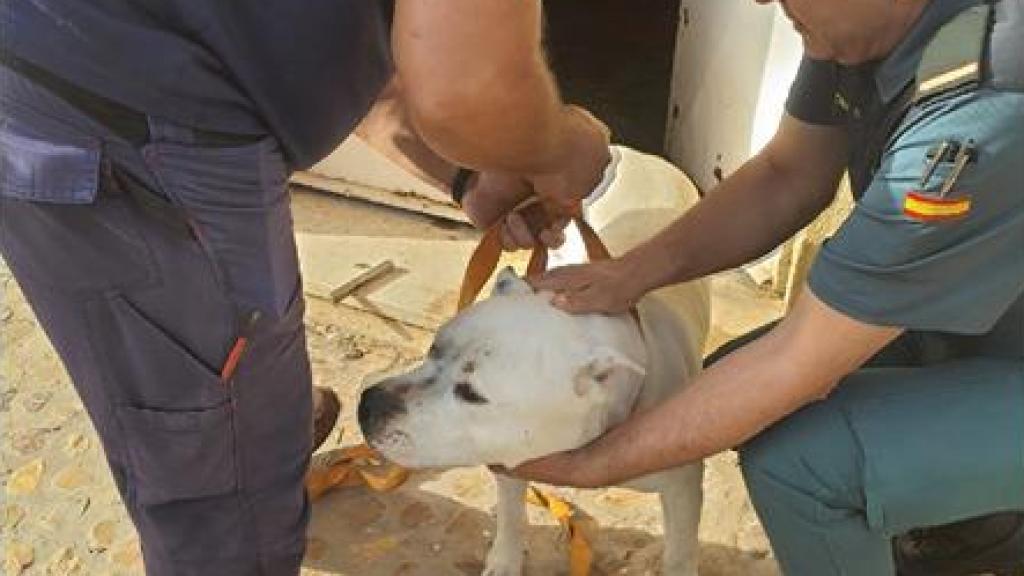 Perro rescatado en Alcolea de Calatrava.