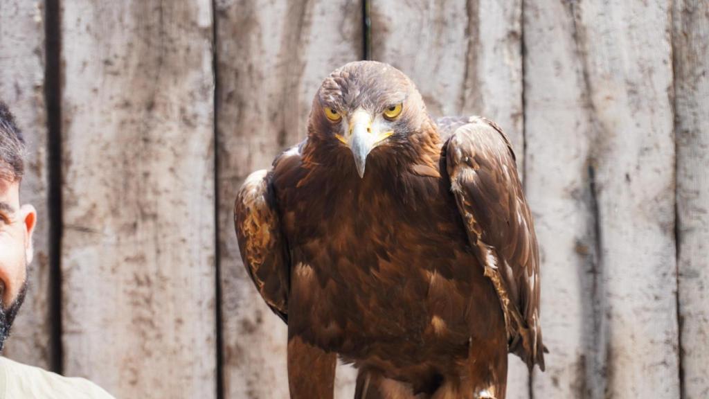 El águila real Espartaco.