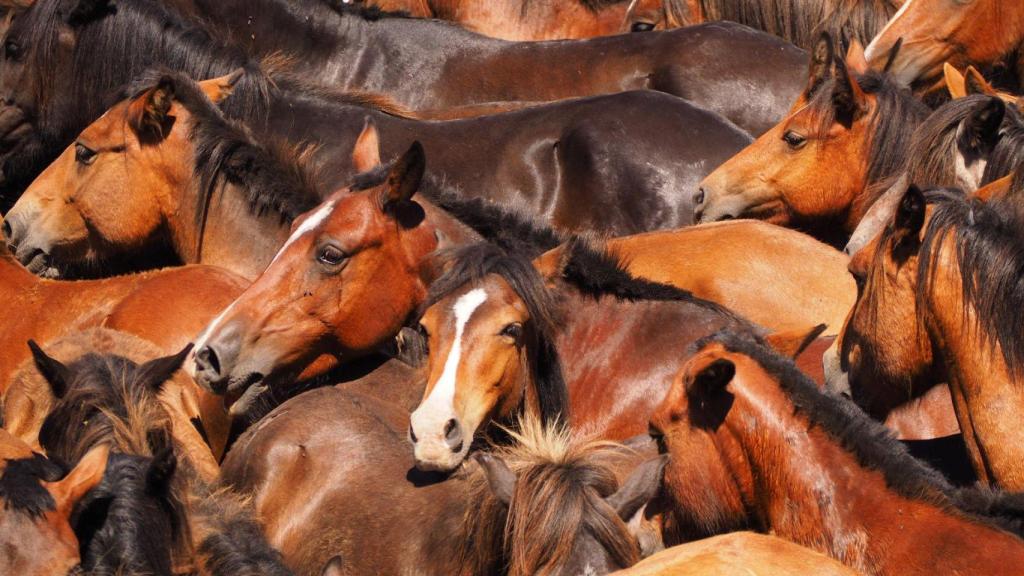 Una imagen de la Rapa das Bestas 2024 en Sabucedo