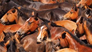 Una imagen de la Rapa das Bestas 2024 en Sabucedo