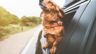 Un perro se asoma por la ventana en un coche.