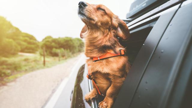 Un perro se asoma por la ventana en un coche.