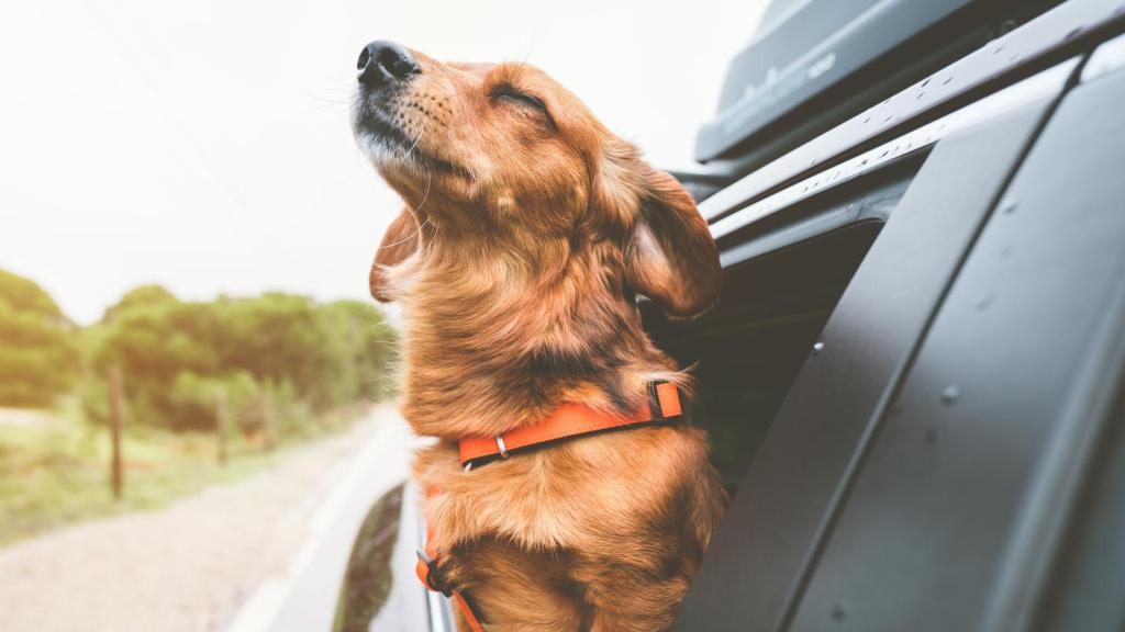 Un perro se asoma por la ventana en un coche.
