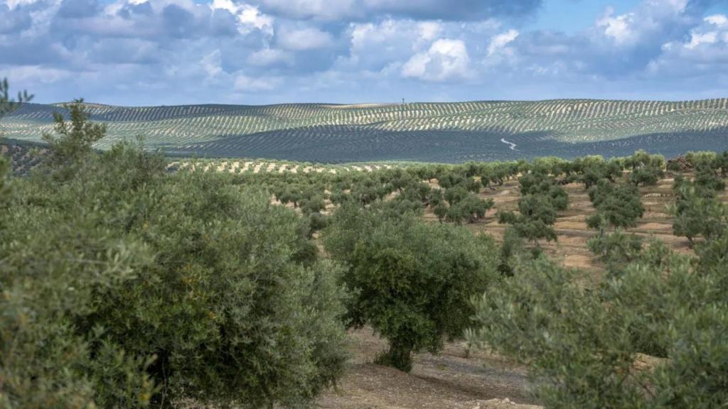 Vista del olivar en flor en Jaén tomada el pasado 20 de mayo