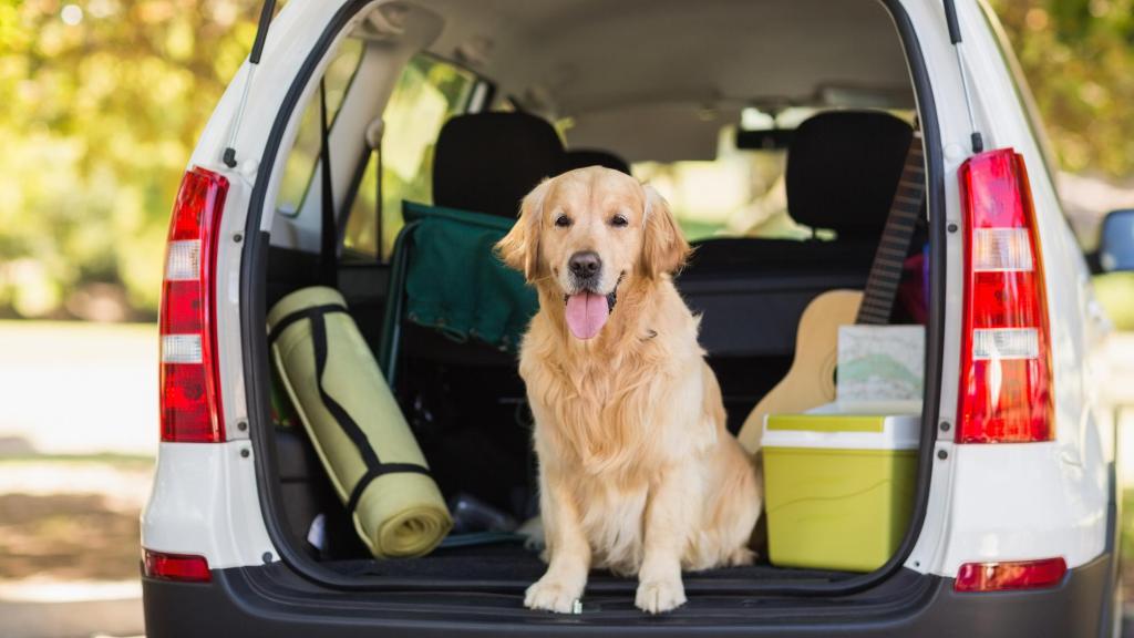Un perro dentro del maletero de un coche listo para irse de vacaciones.