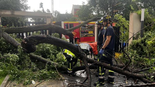 El árbol caído en Moncloa.