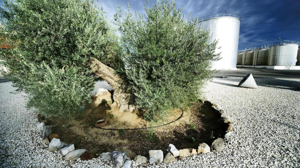 Imagen de archivo de los almacenes de la Fundación Patrimonio Comunal Olivarero en Mora (Toledo)