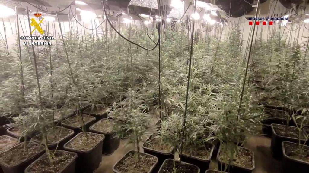 Plantación de cannabis expuesta por la Guardia Civil y los Mossos d'Esquadra