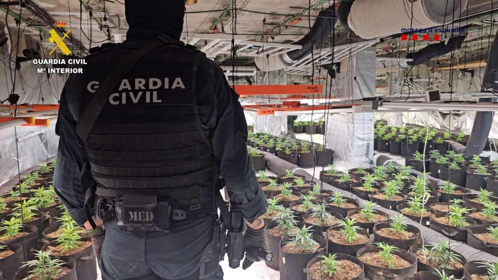 Una de las plantaciones de cannabis encontradas en la operación