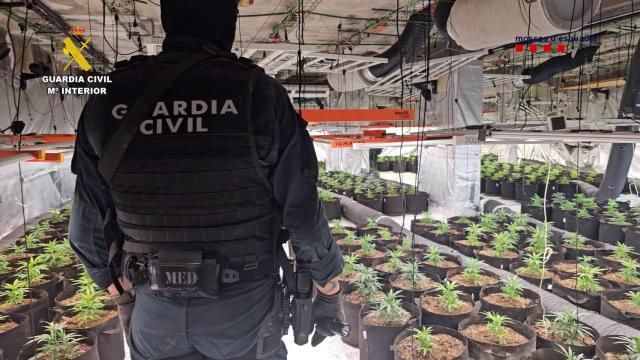 Una de las plantaciones de cannabis encontradas en la operación