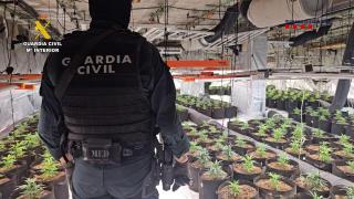 Una de las plantaciones de cannabis encontradas en la operación